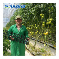 Aquaponics Farms Agricultural Lettuce Greenhouses